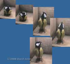 Female Great Tit pauses in nestbox