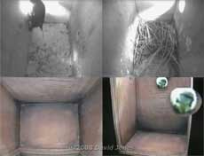 A Blue Tit looks into the nestbox