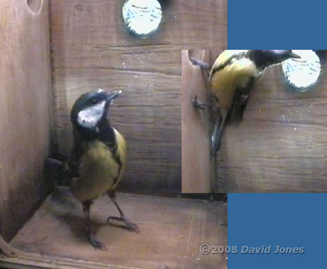 Female Great Tit in nestbox