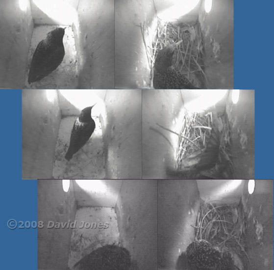 Starlings prepare to roost