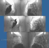 Starlings prepare to roost