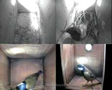 Quad cctv image of Great Tit and Starling boxes