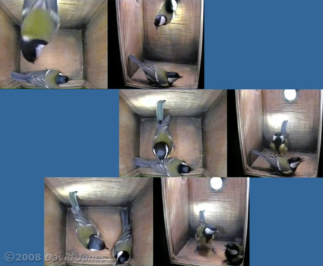 The Great Tit pair visiting the nest box