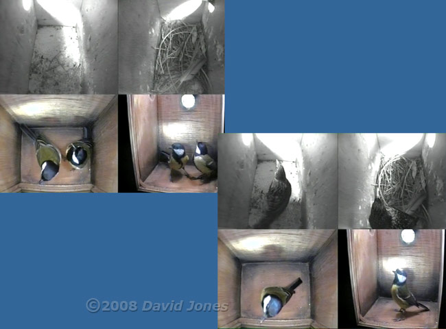 Quad cctv images showing Great Tit and Starling pairs