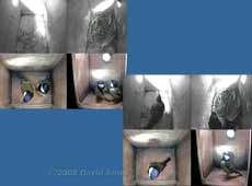 Quad cctv images showing Great Tit and Starling pairs