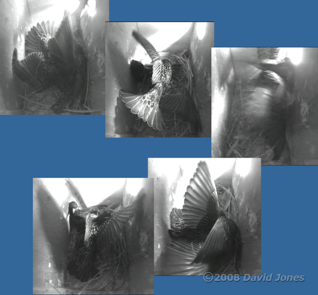 Starlings fight in box R - 1