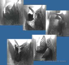 Starlings fight in box R - 1