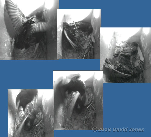 Starlings fight in box R - 2