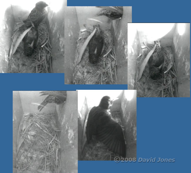 Starlings fight in box R - the defeated bird leaves