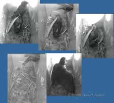 Starlings fight in box R - the defeated bird leaves