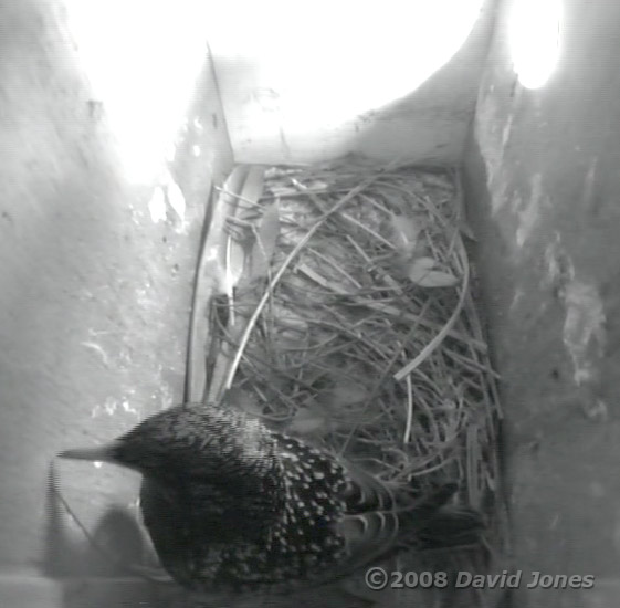 Starlings fight in box R - the victor returns