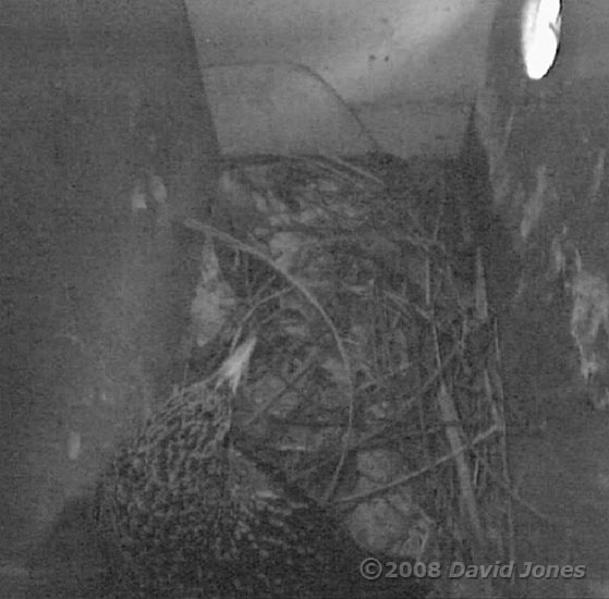 The resident female settles down to roost