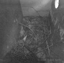 The resident female settles down to roost