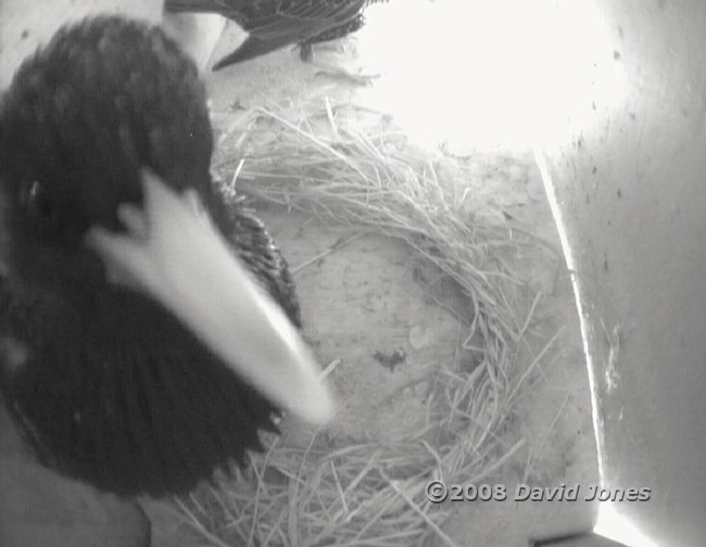 Starlings in Swift box (Lower)