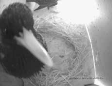 Starlings in Swift box (Lower)