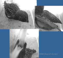 Starling in Swift box (Lower) - 2
