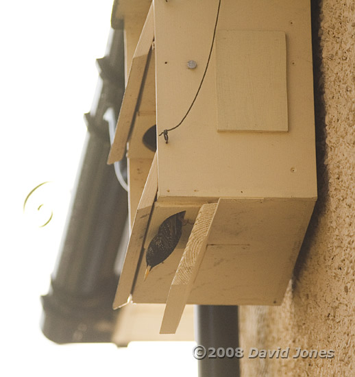 Starling struggles to leave Swift box