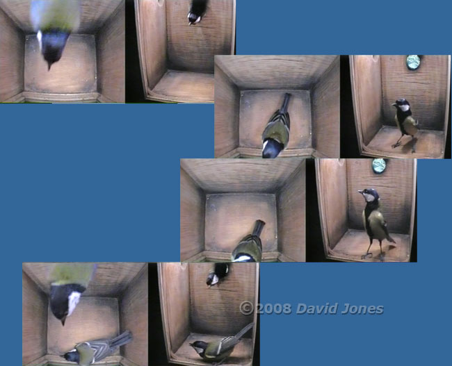 Great Tit visit sequence - 1