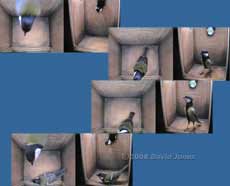 Great Tit visit sequence - 1