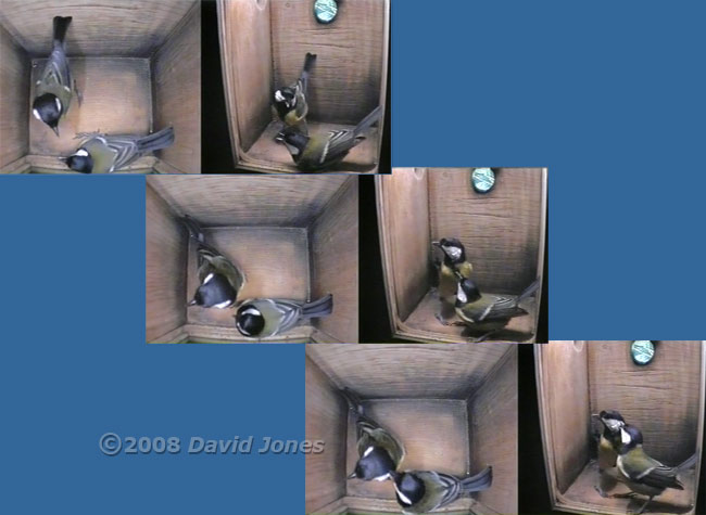 Great Tit visit sequence - 2