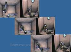 Great Tit visit sequence - 2