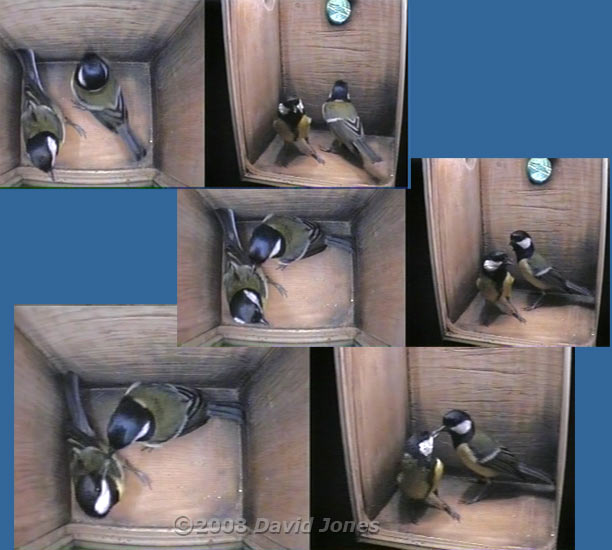 Great Tit visit sequence - 3