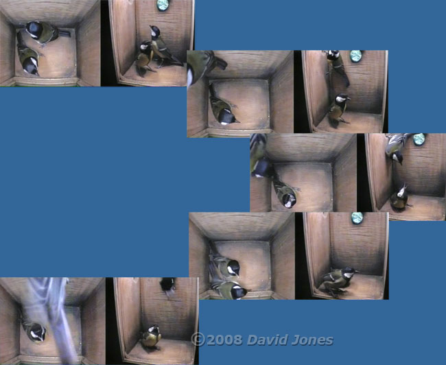 Great Tit visit sequence - 4