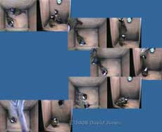 Great Tit visit sequence - 4