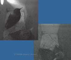 Starling pair roost together in box L