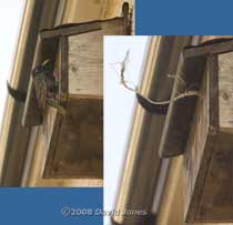 Starling at Sparrow terrace