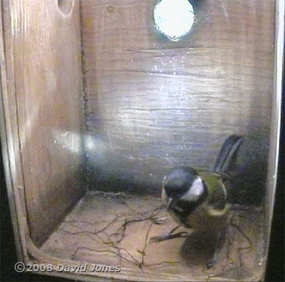 Great Tits start nest building
