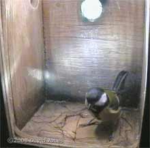 Great Tits start nest building