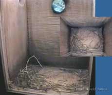 Great Tit nestbox at 6pm