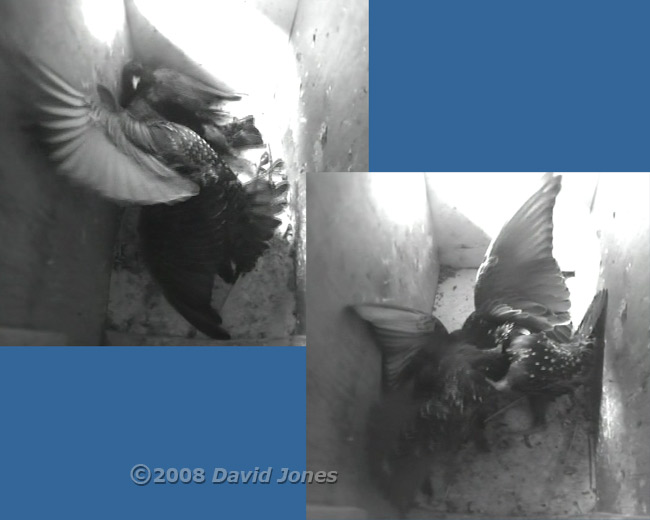 Starlings fight in box L - 1