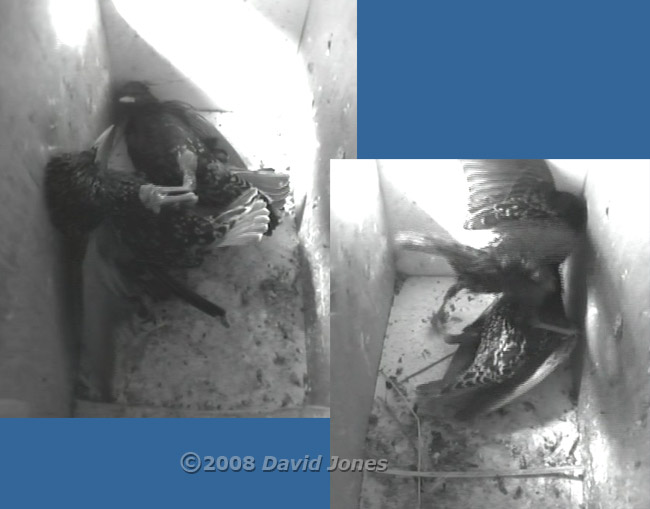 Starlings fight in box L - 2