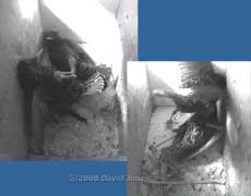 Starlings fight in box L - 2