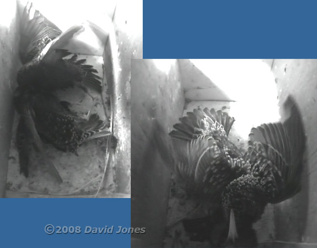 Starlings fight in box L - 3