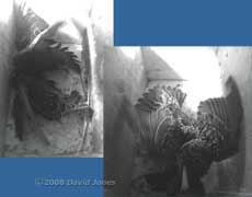 Starlings fight in box L - 3