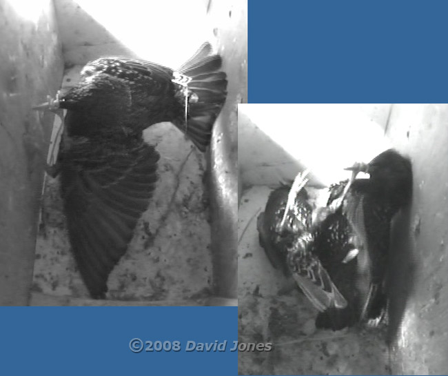 Starlings fight in box L - 4