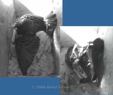 Starlings fight in box L - 4