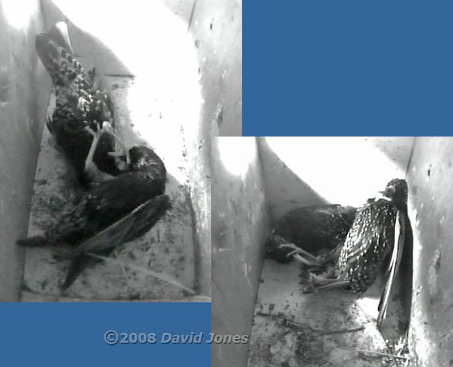 Starlings fight in box L - 5