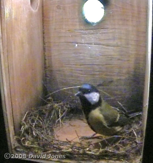 Great Tit - early nest building