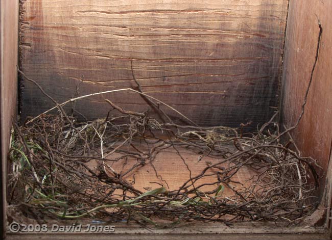Great Tit - nest foundations