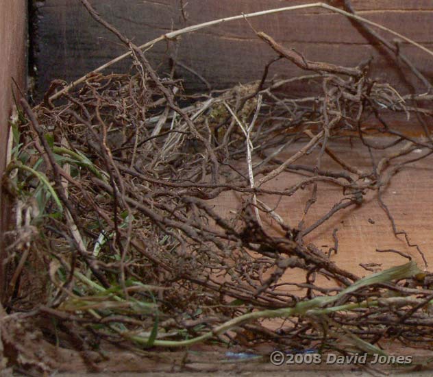 Great Tit - nest foundations - close-up showing roots used