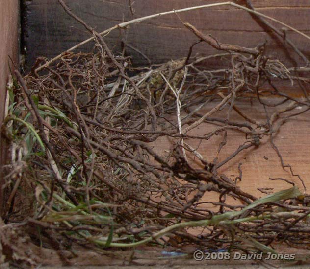 Great Tit - nest foundations - close-up showing roots used