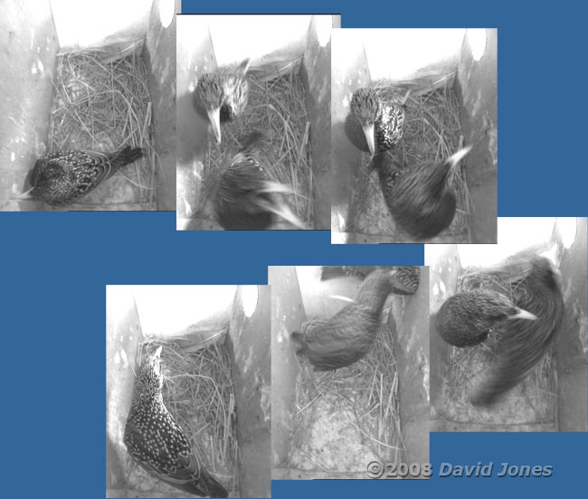 Starling pair meet in box R