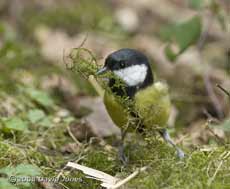 Great Tit female gathers moss