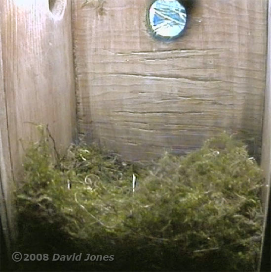Great Tit nest at 7pm - side view