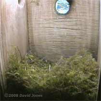 Great Tit nest at 7pm