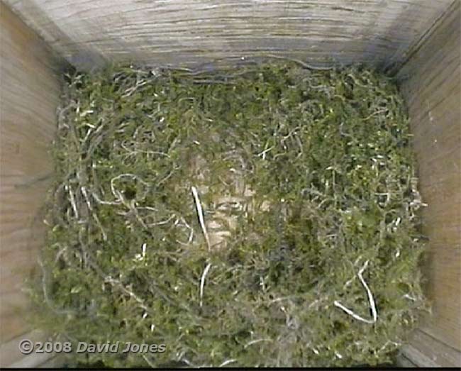 Great Tit nest at 7pm - vertical view